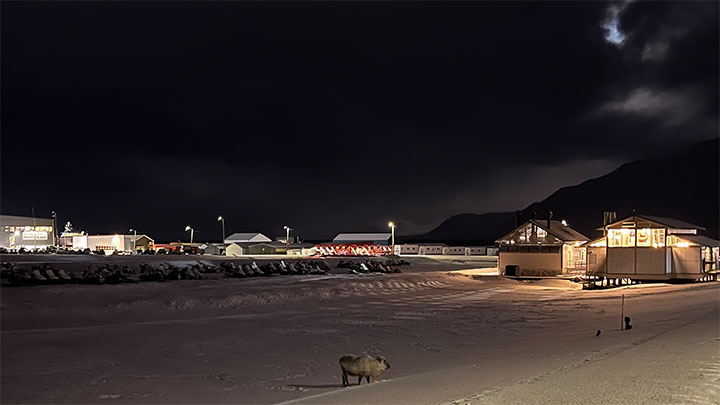Photo showing a caribou close to a housing area in the distance with buildings lit up in darkness.